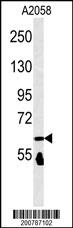 NTKL Antibody