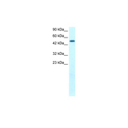 FLJ14768 antibody