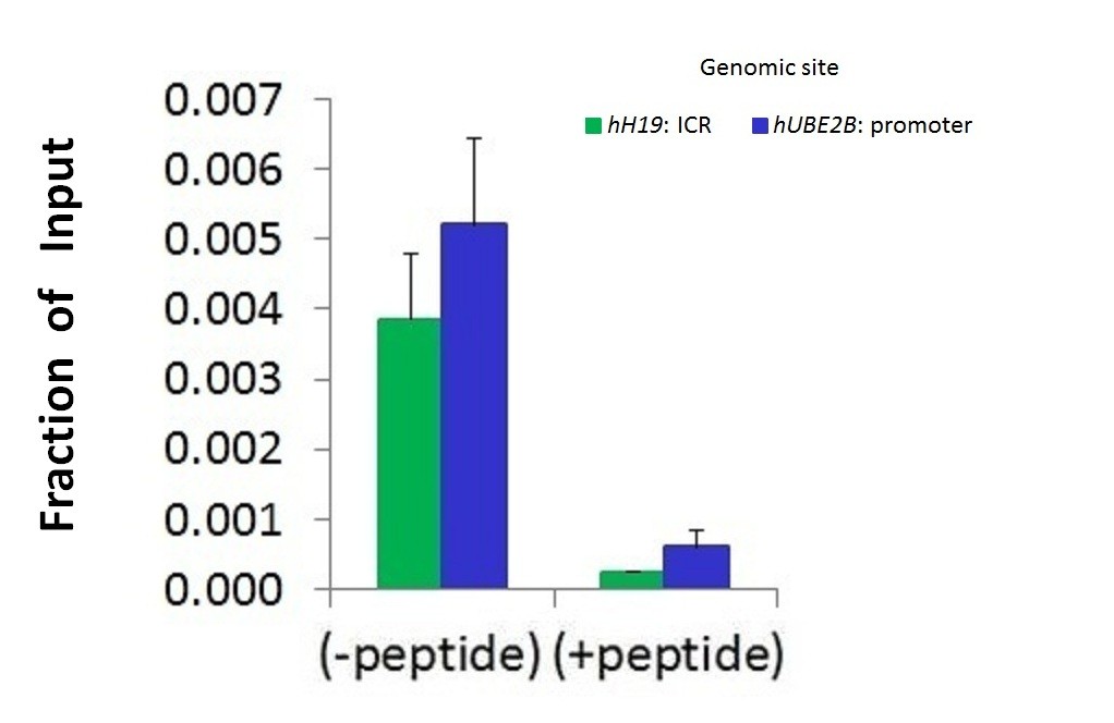 HDAC6 antibody