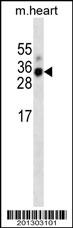 MYOG Antibody (N-term) (ascites)