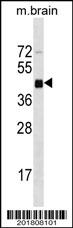Mouse Irgm1 Antibody (C-term) (Ascites)