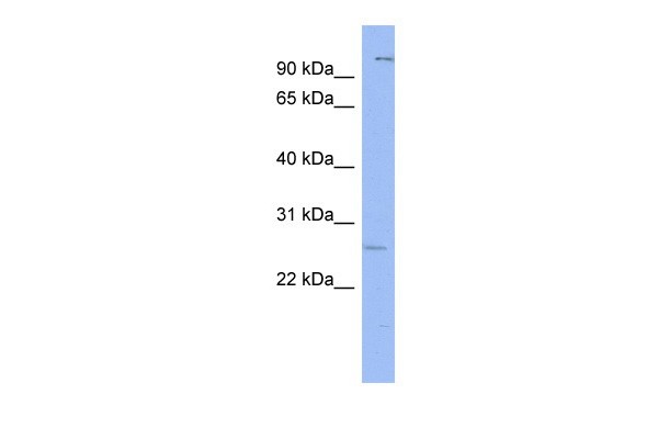 GSX1antibody - N-terminal region
