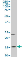 MYL6 Antibody (monoclonal) (M03)