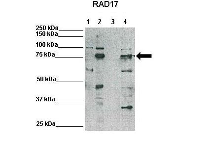 RAD17 antibody