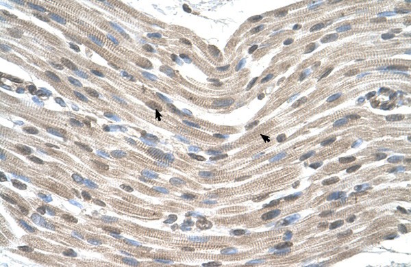CDX4 antibody