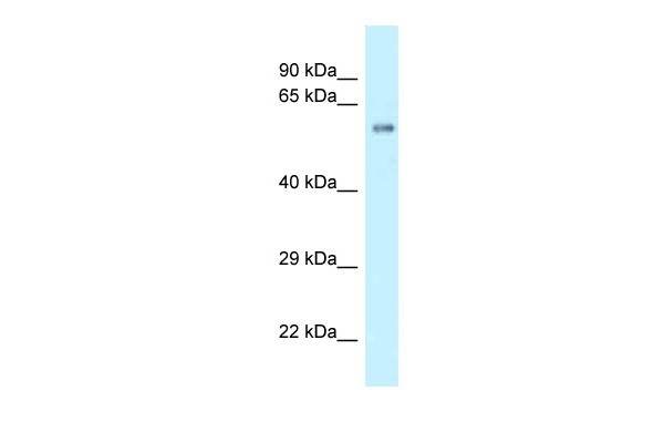 Zbtb9 antibody - C-terminal region