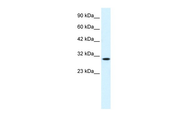 CDC2 Antibody