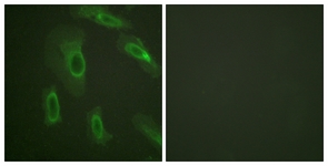 CD227/Mucin 1 antibody