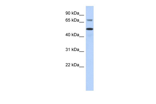 AKT2 antibody