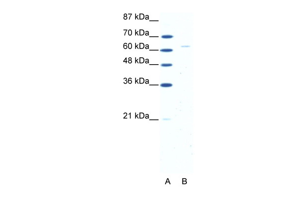 FOXN1 antibody