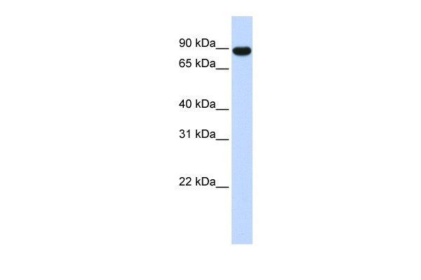 AKAP8 antibody - middle region