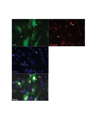Pax7 antibody