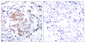 STAT5A antibody