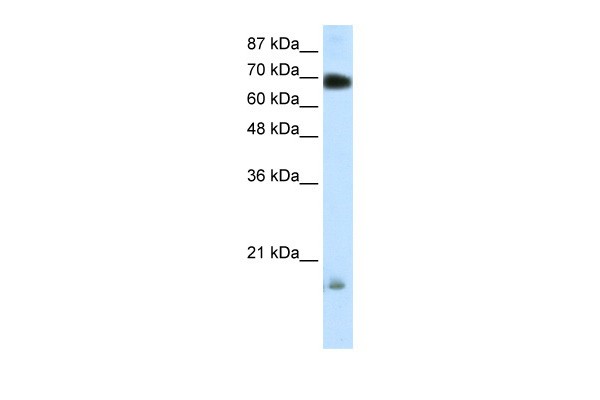 TRIM32 antibody - C-terminal region