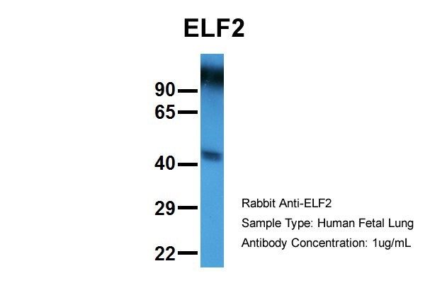ELF2 antibody