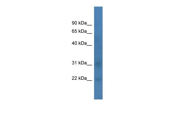Taf12 antibody