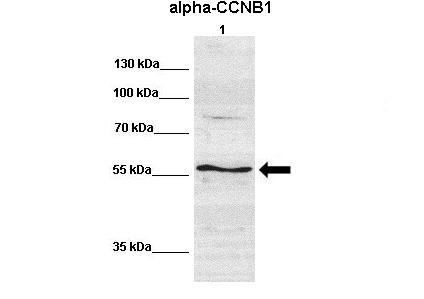 CCNB1 antibody