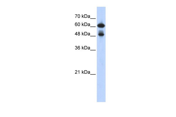 RELA antibody