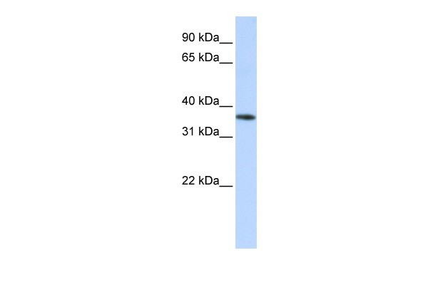 OR13C5 antibody - middle region