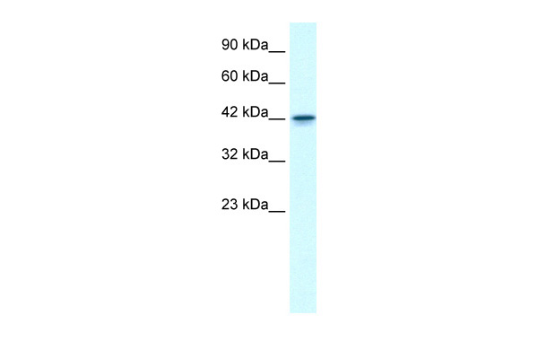 GFI1B antibody