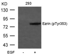 Ezrin (phospho Tyr353) Antibody