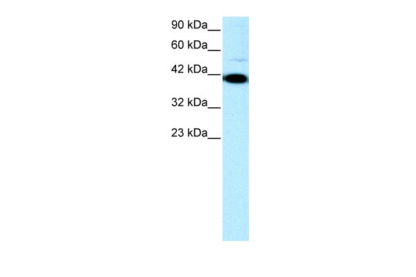 ZFP1 antibody - N-terminal region