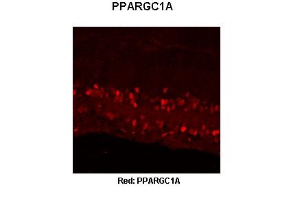PPARGC1A antibody