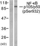 NF-kappaB p105/p50 (Phospho-Ser932) antibody