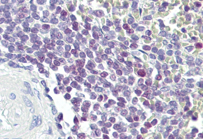 ELF1 antibody