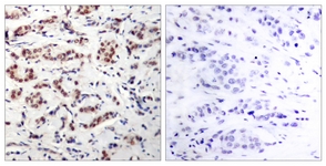 STAT5A (Phospho-Tyr694) antibody