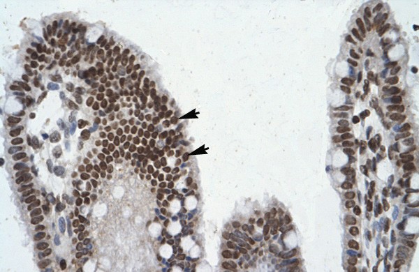POU6F1 antibody