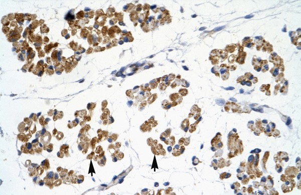 EMX2 Antibody - N-terminal region