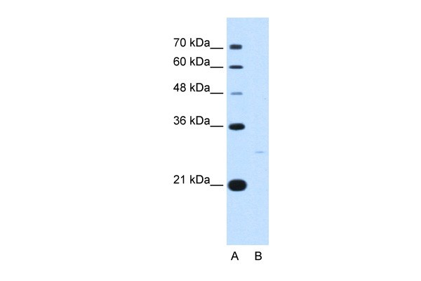 YWHAZ antibody - C-terminal region