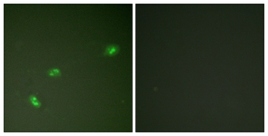 NPM (Phospho-Thr199) antibody