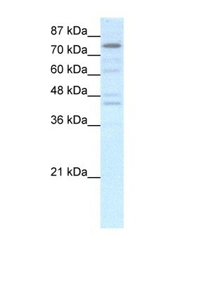 EOMES antibody