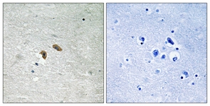 C-RAF (Phospho-Thr269) antibody