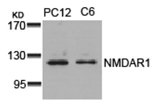 NMDAR1 Antibody