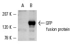 GFP Antibody (FL) AC
