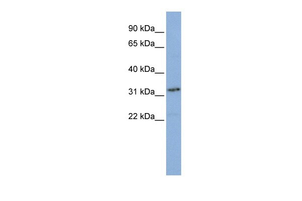 SNAPC2 antibody