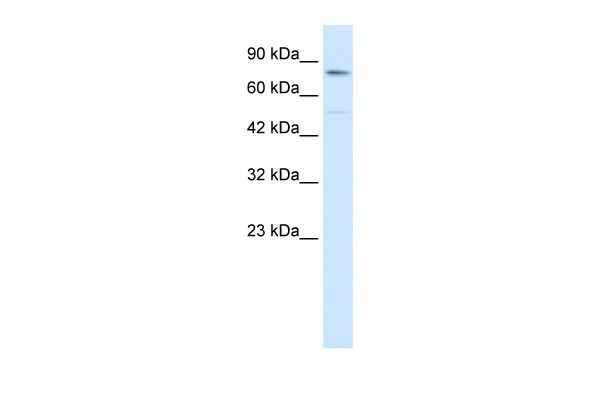ZNF341 antibody