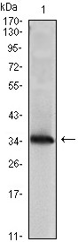 NME1 Antibody