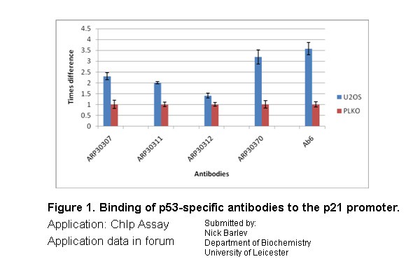 TP53 antibody
