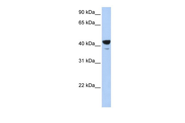 Elf3 antibody - middle region