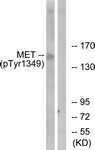 Met (Phospho-Tyr1349) antibody