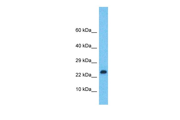 LMO2 Antibody