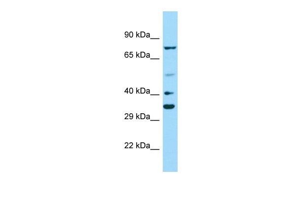 PAX2 Antibody
