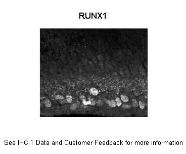 RUNX1 antibody