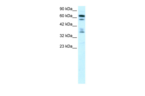 ZNF512 antibody