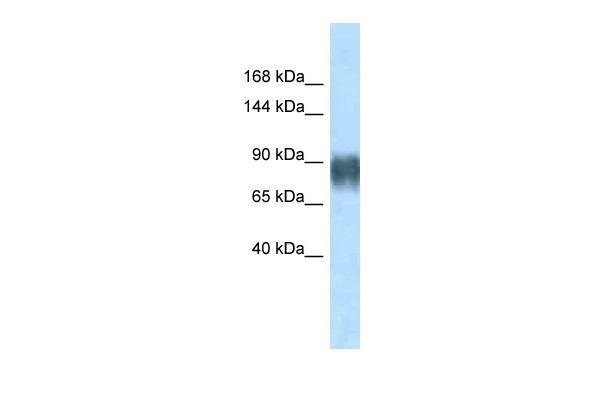 Avil antibody