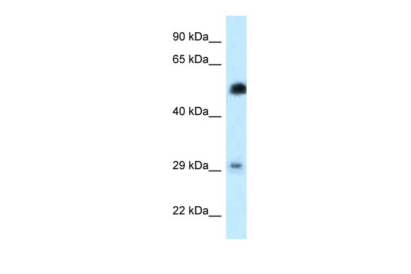 HSF2 antibody